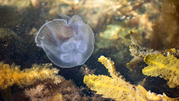 Imagem de Fucus serratus