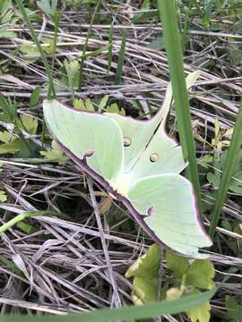 Image of Luna Moth