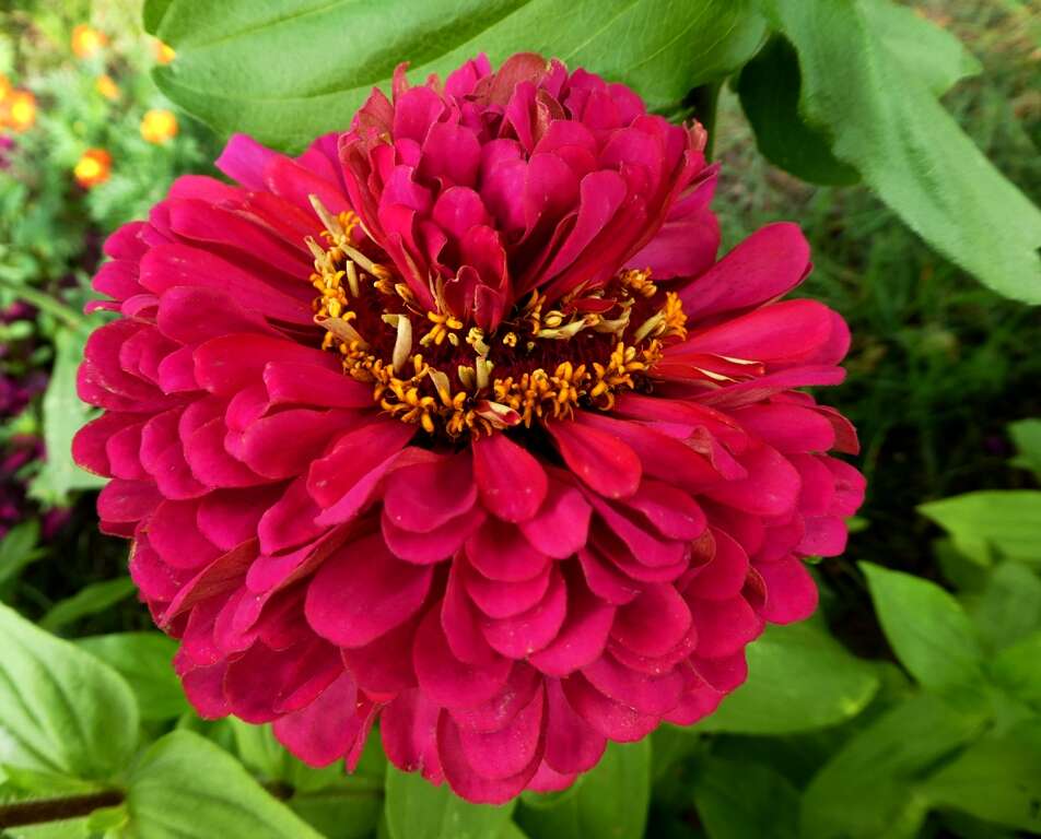 Image of ELEGANT ZINNIA