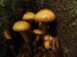 Pholiota squarrosa (Vahl) P. Kumm. 1871 resmi