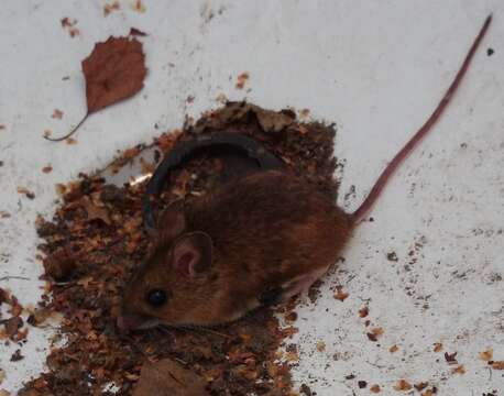 Image of wood mouse, long-tailed field mouse