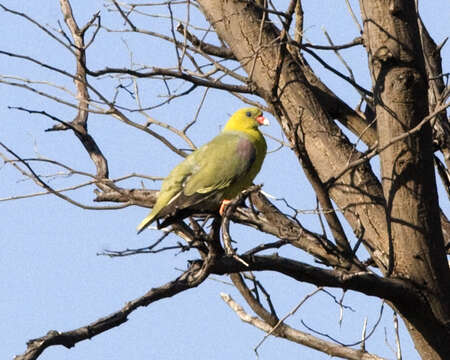 Image of African Green Pigeon