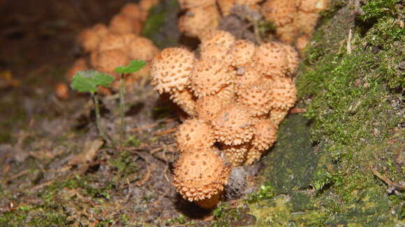 Pholiota squarrosa (Vahl) P. Kumm. 1871 resmi