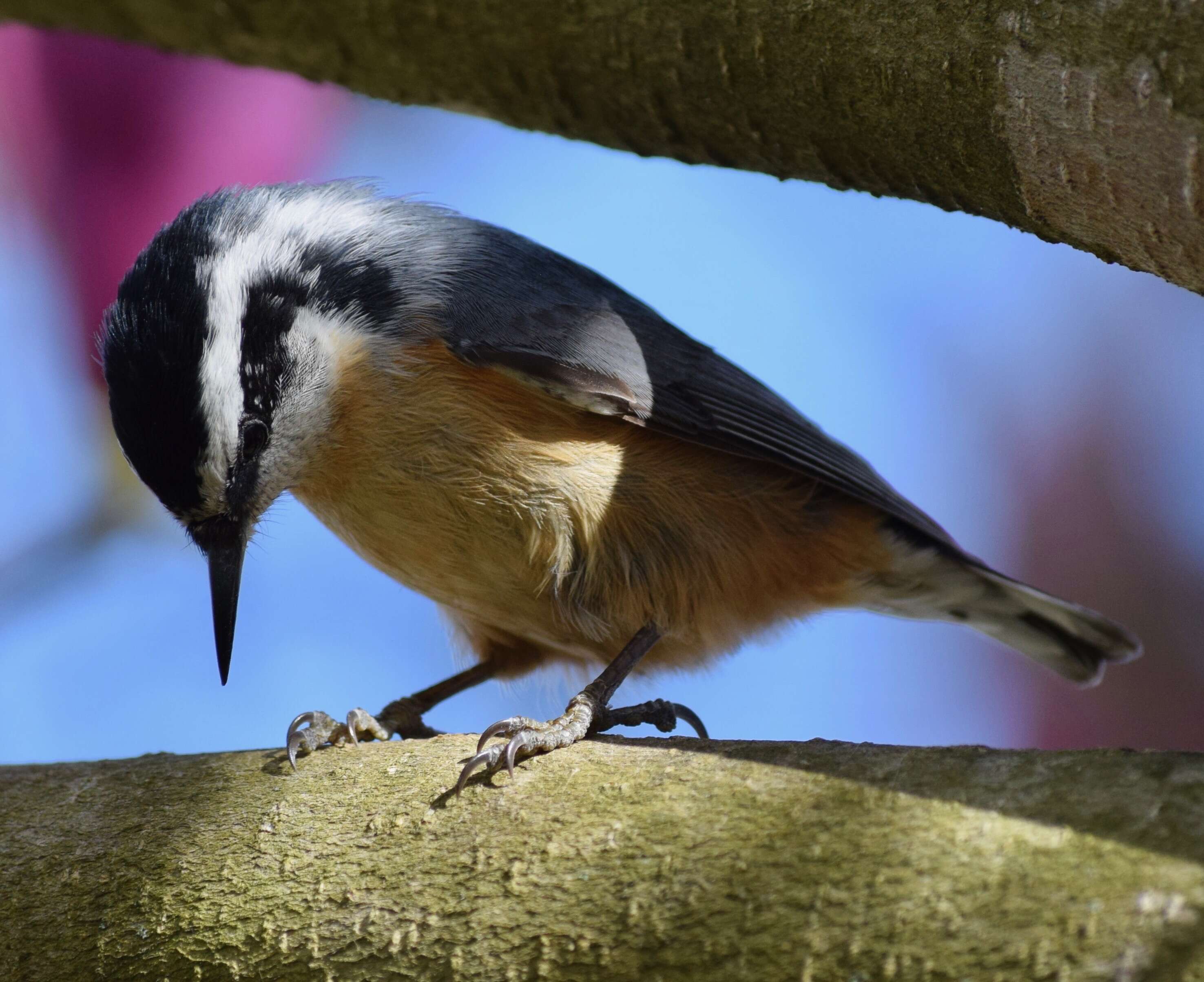 Image of Red-breasted Nuthatch