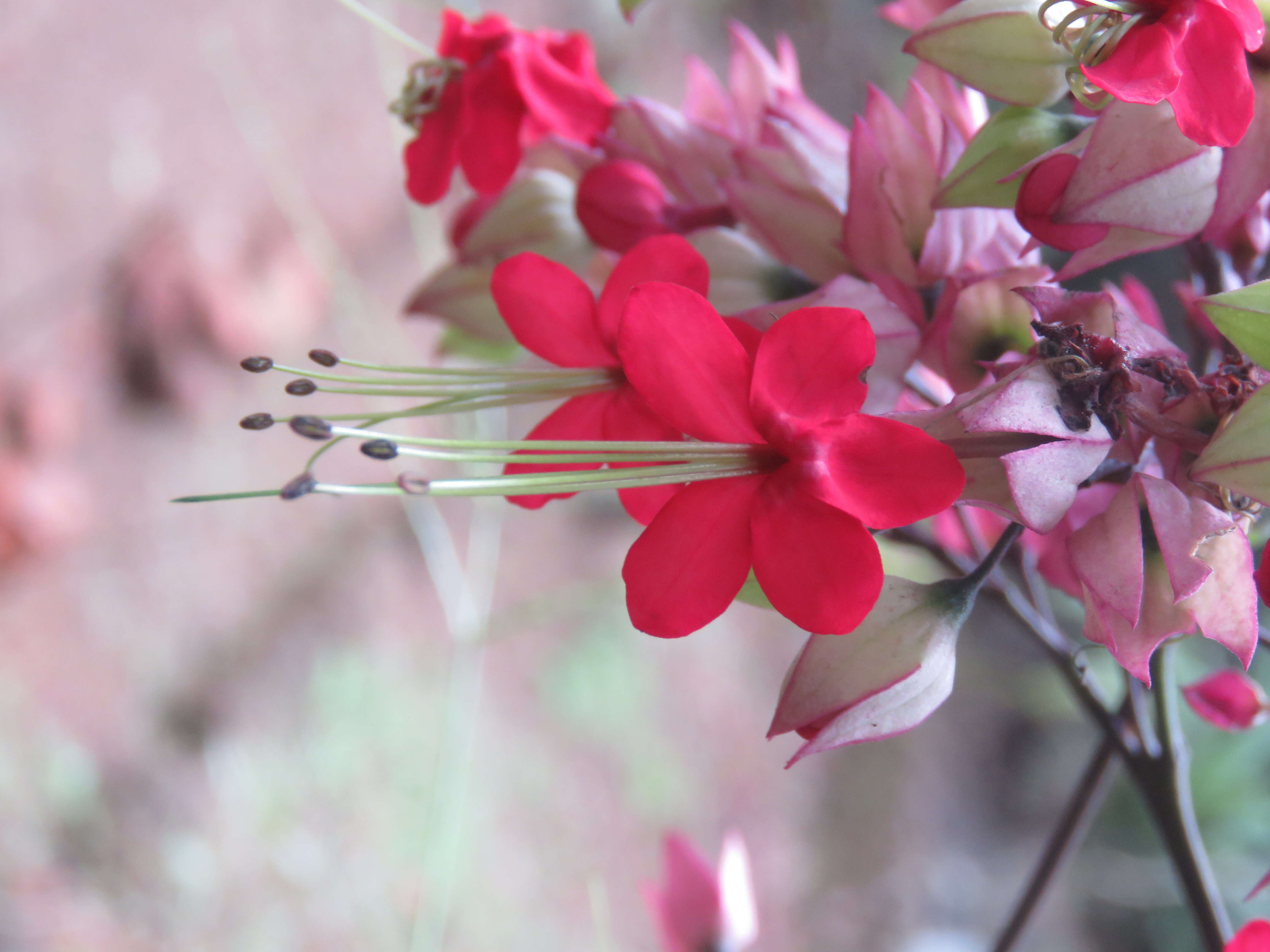 Слика од Clerodendrum thomsoniae Balf. fil.