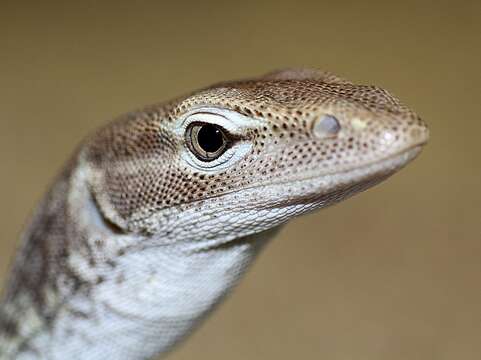 Image of ridge-tailed monitor