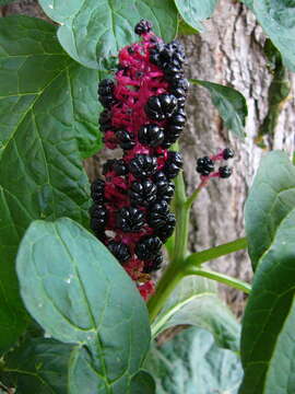 Image of Phytolacca acinosa Roxb.