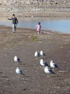 Image of California Gull