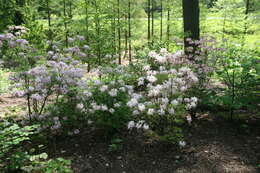 Image of pink azalea