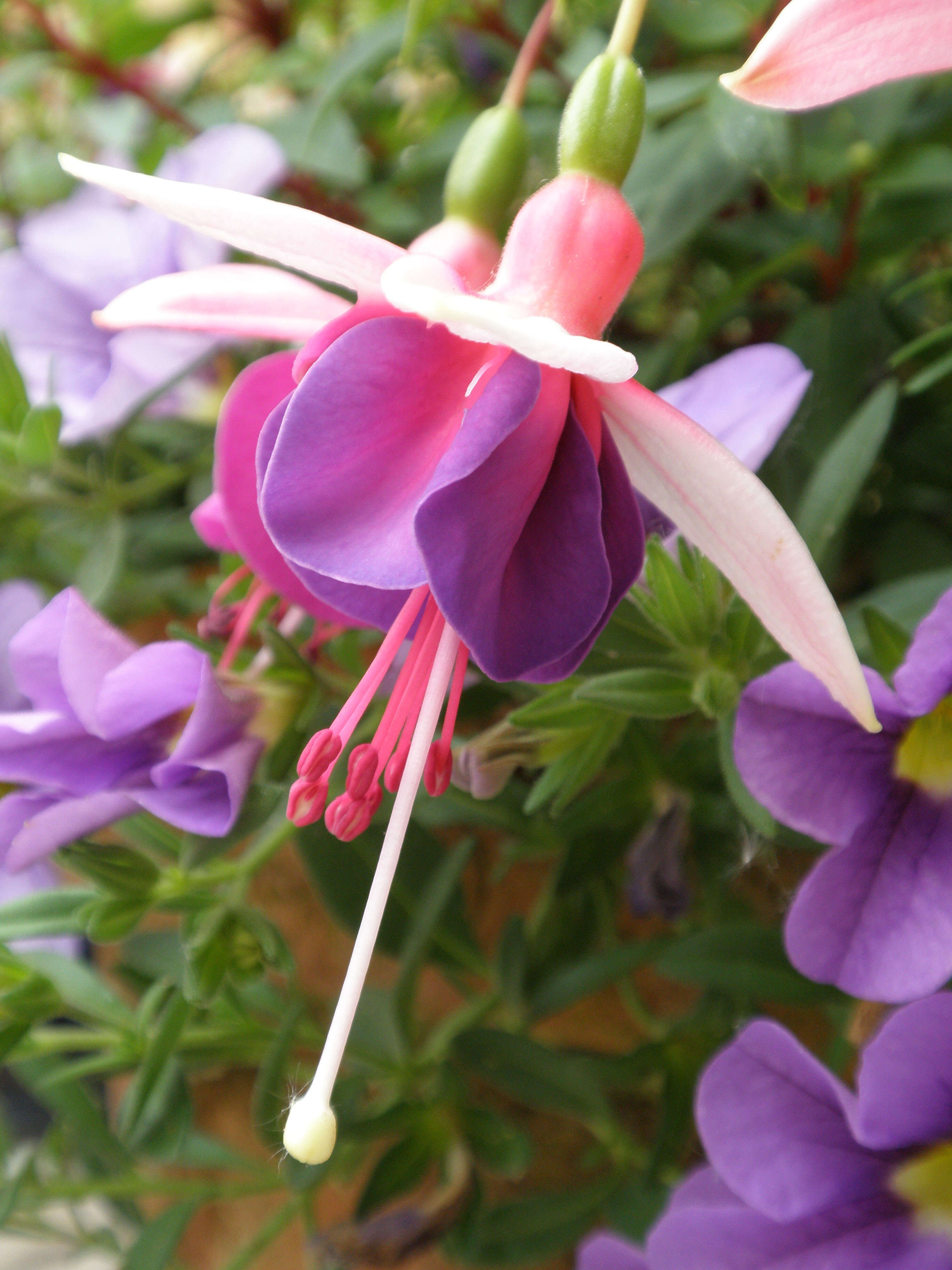 Image of Fuchsia