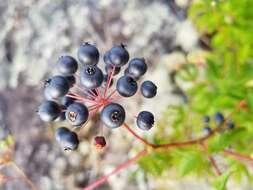 Image of bristly sarsaparilla