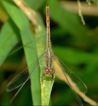 Image of Red Percher Dragonfly