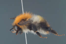 Image of Common carder bumblebee