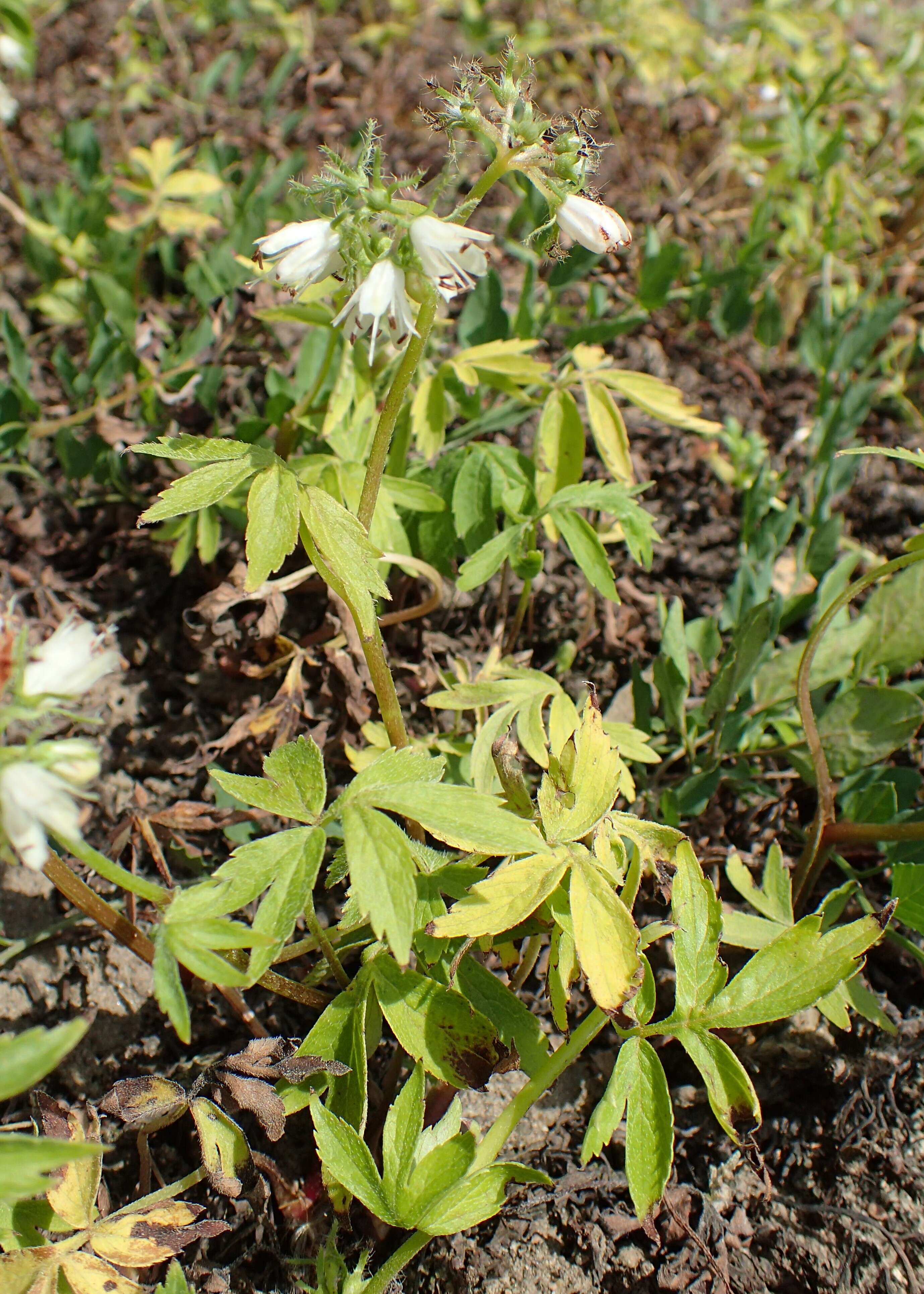 Image of eastern waterleaf