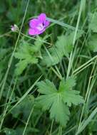 Imagem de Geranium palustre L.