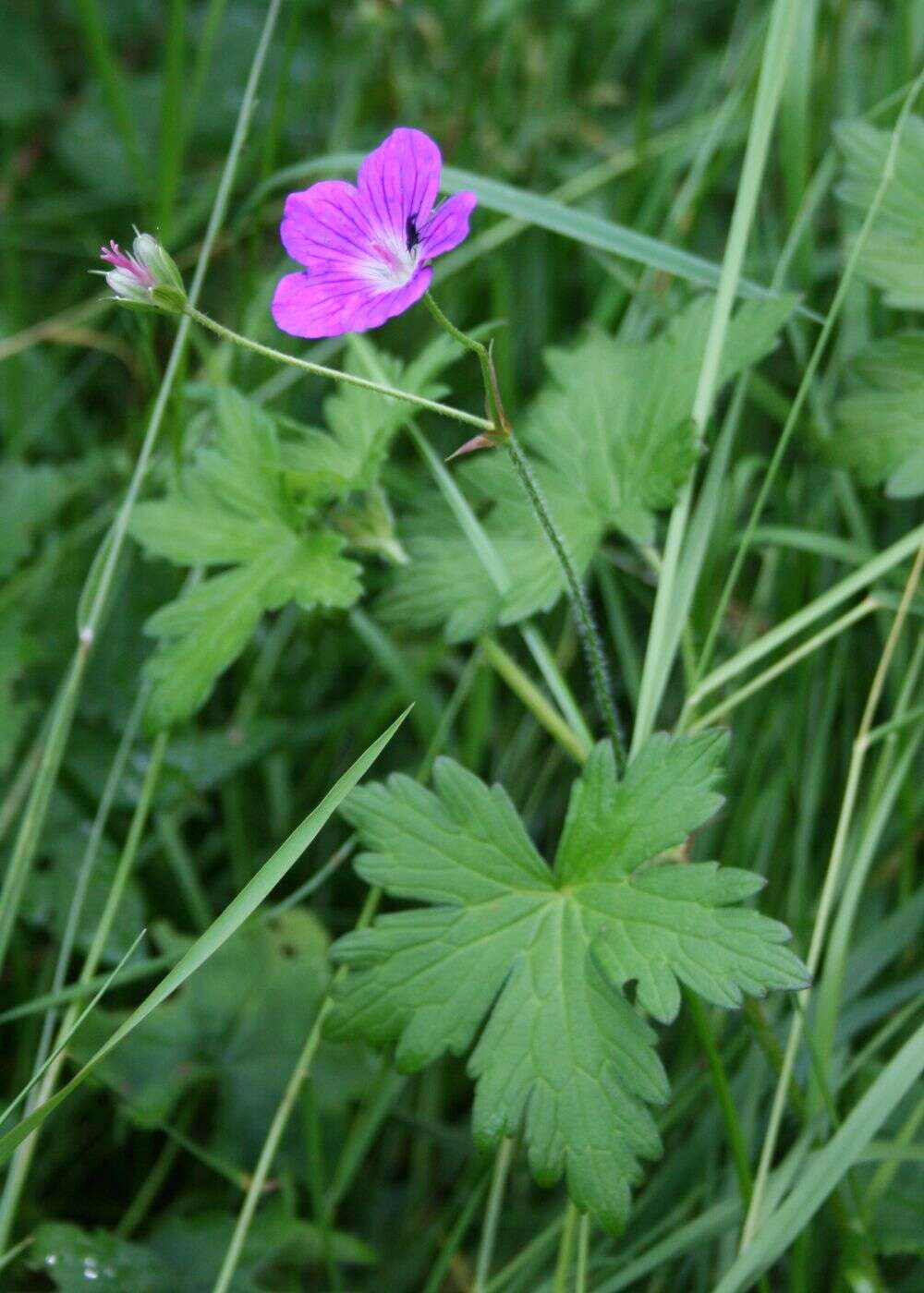 Imagem de Geranium palustre L.