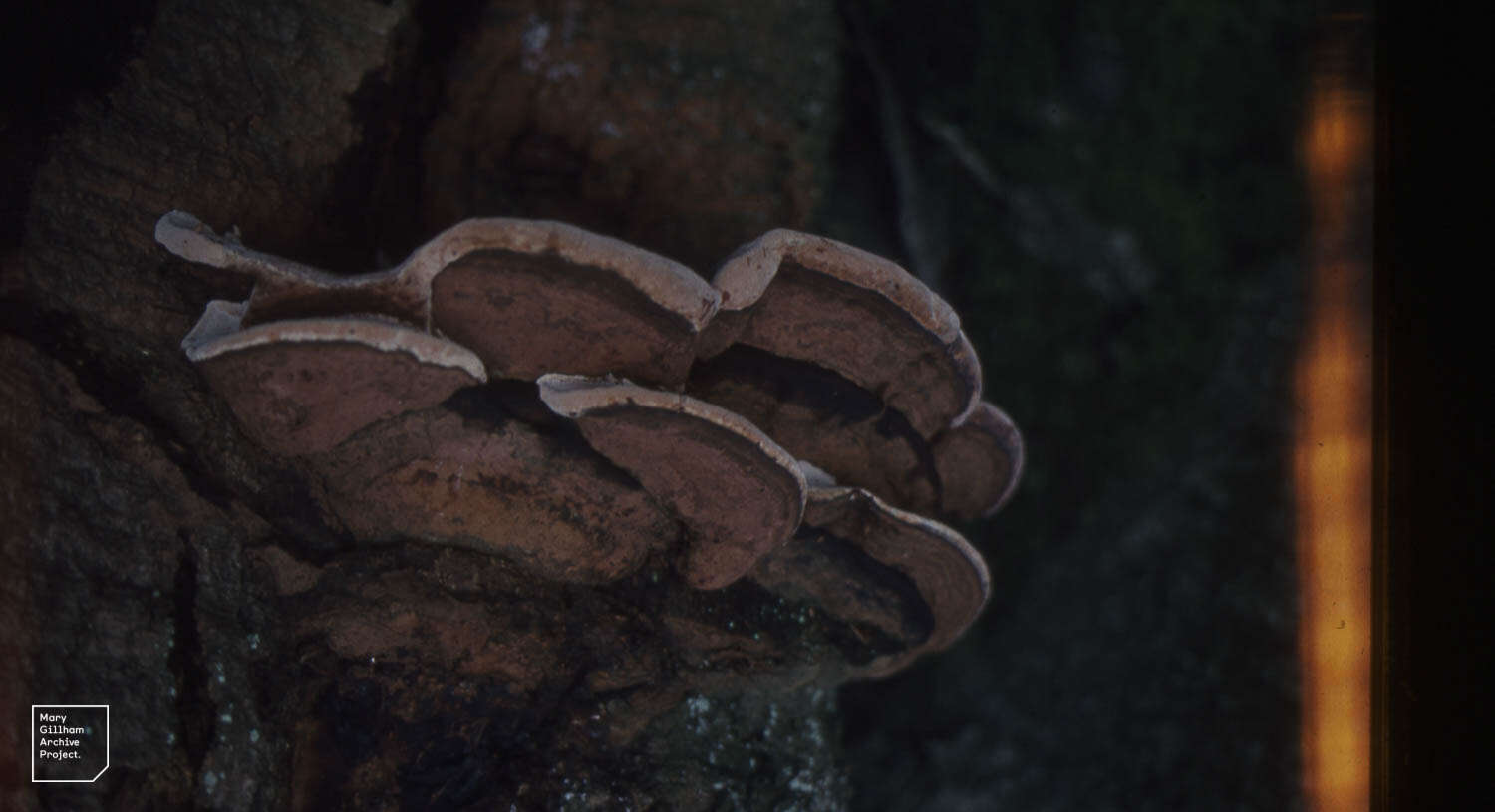 Image of Ganoderma applanatum