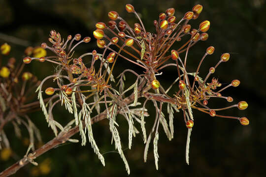 Image of long-pod-cassia