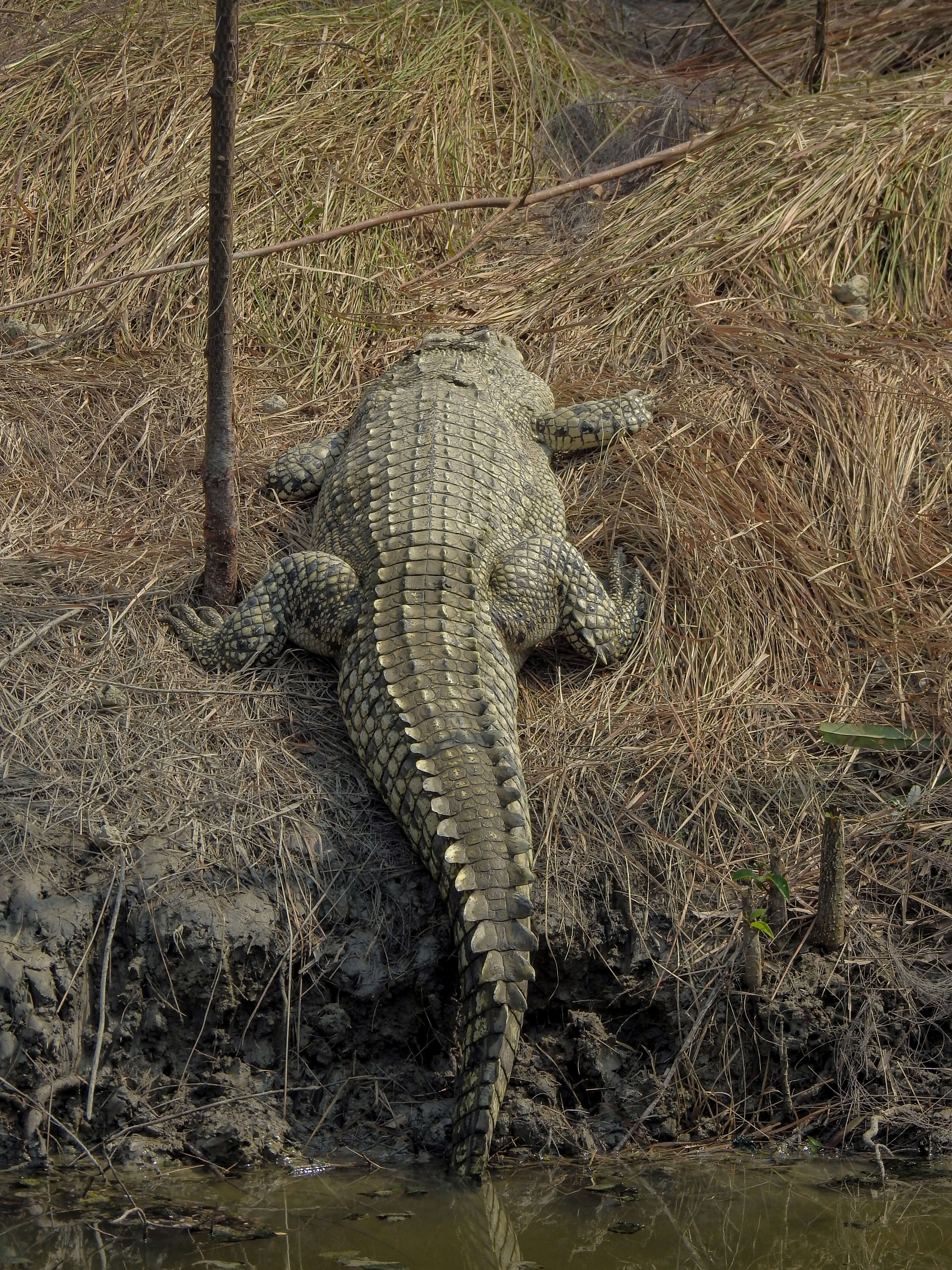 Image of Estuarine Crocodile