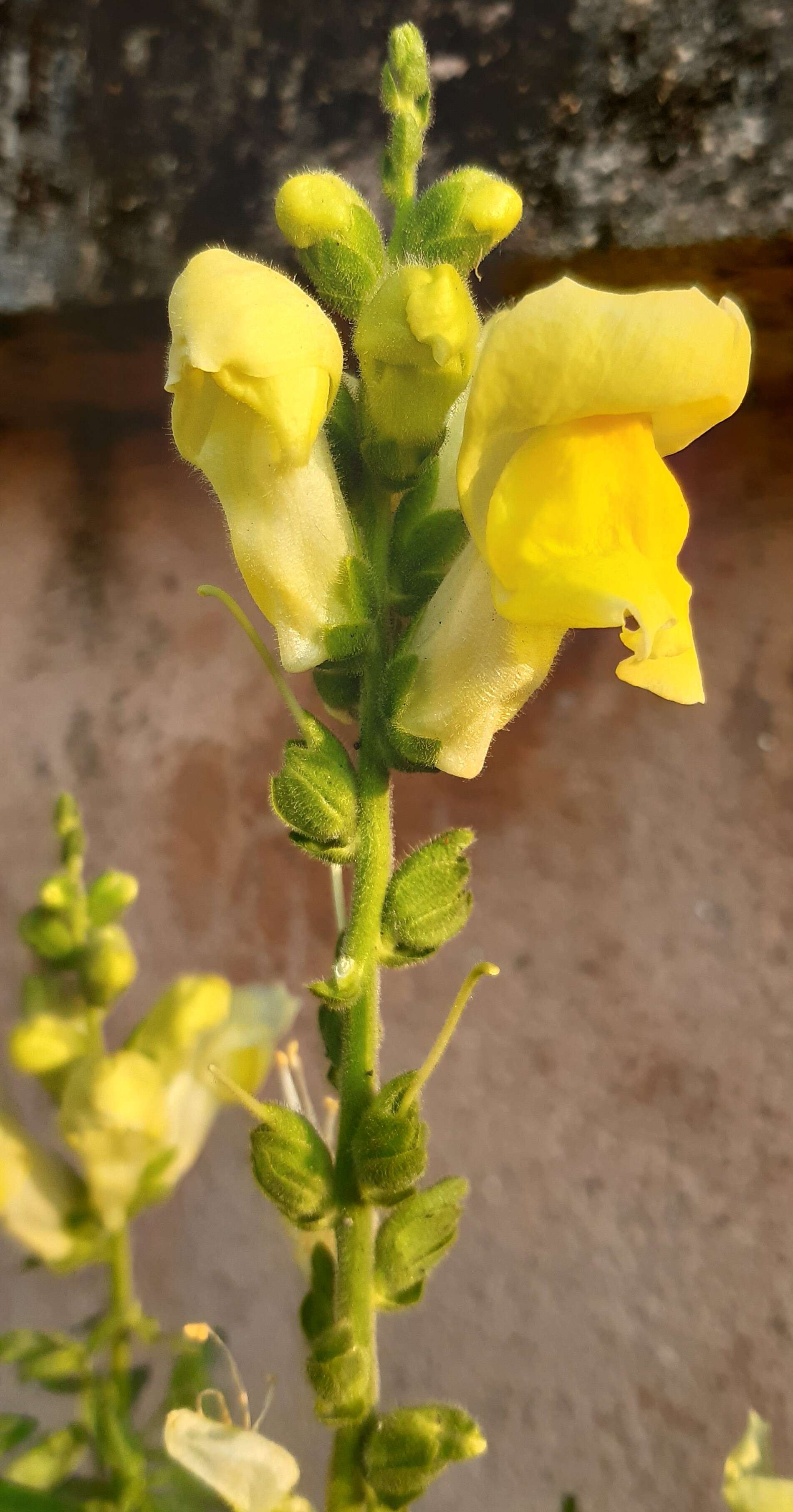 Plancia ëd Antirrhinum majus L.