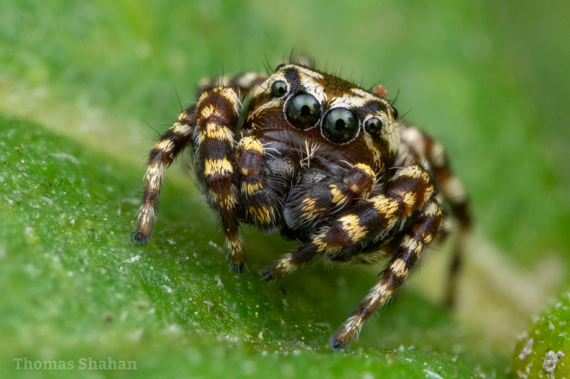 Image of Peppered Jumper