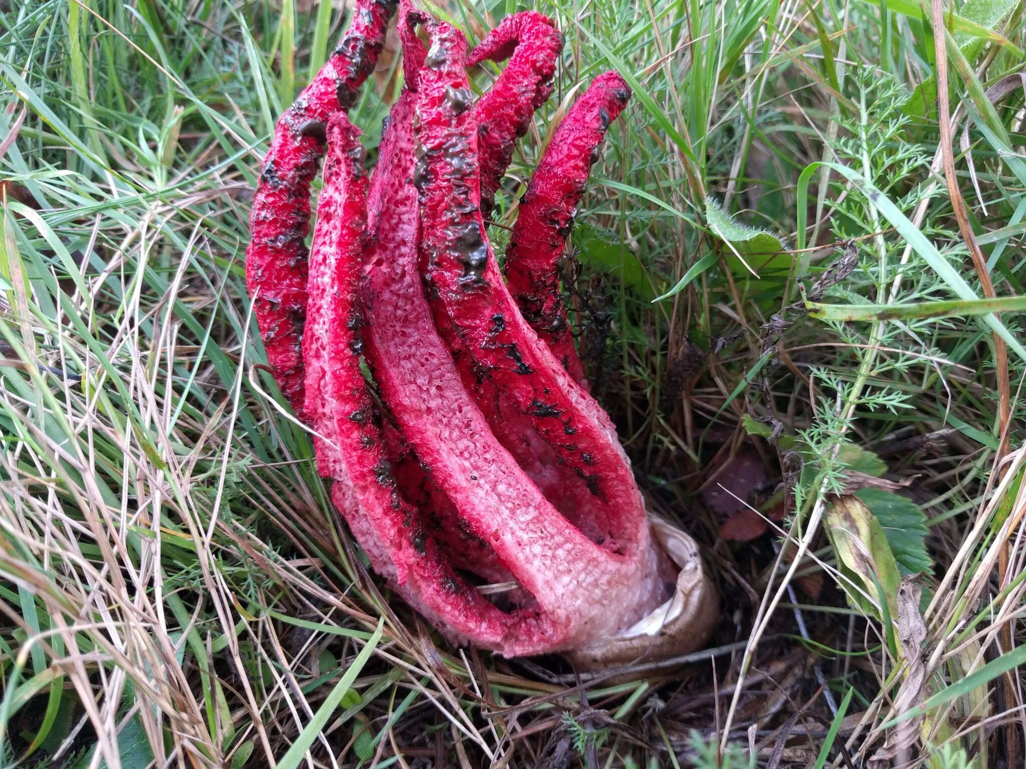 Image of octopus stinkhorn