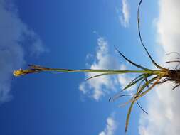 Image of glaucous sedge