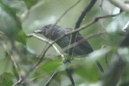 Image of Mouse-colored Antshrike