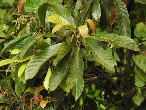 Image of Meliosma simplicifolia (Roxb.) Walp.