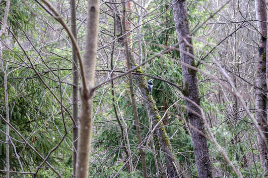 Image of White-backed Woodpecker