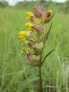 Image of Yellow rattle