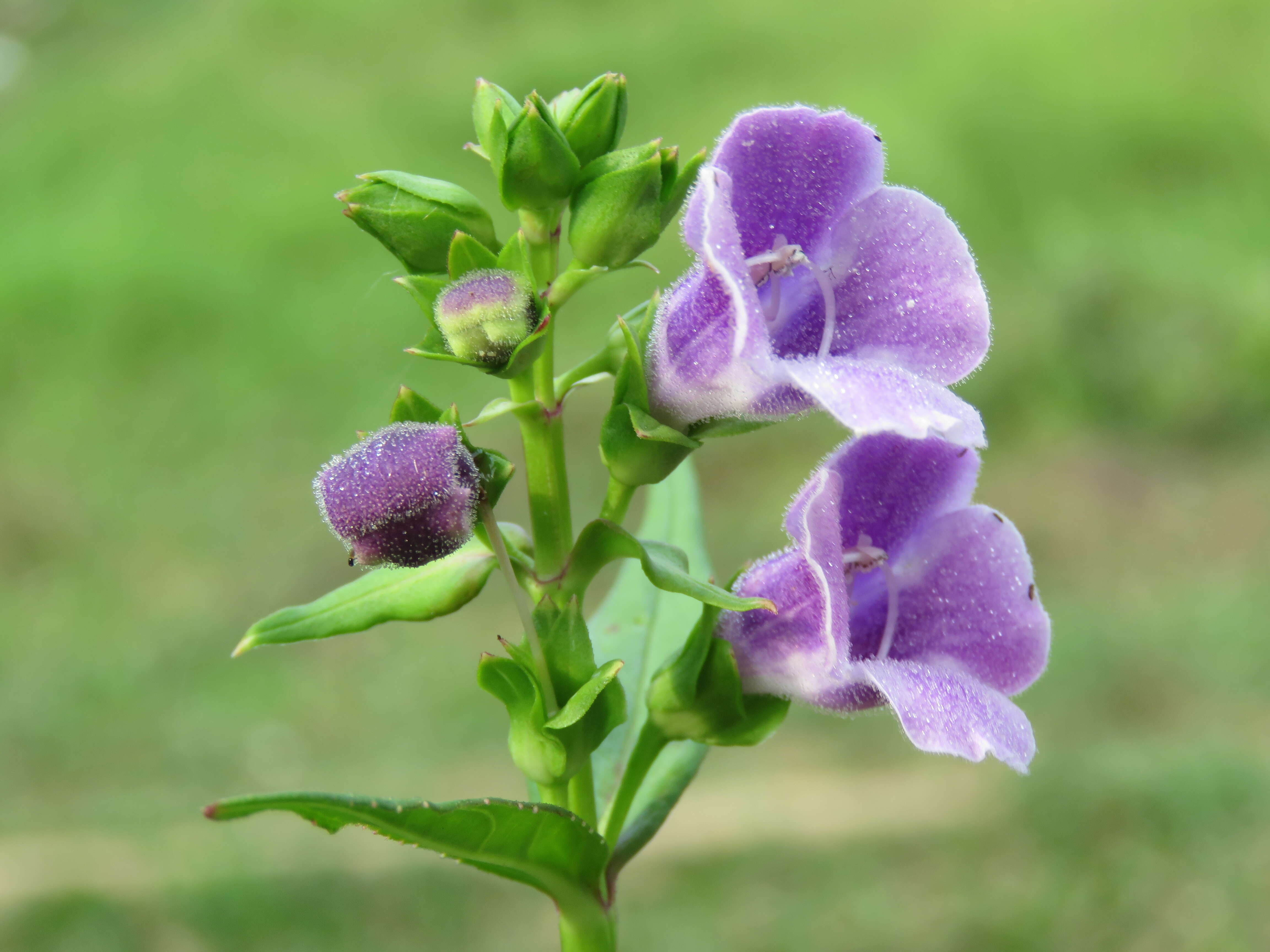 Image de Artanema longifolium (L.) Vatke