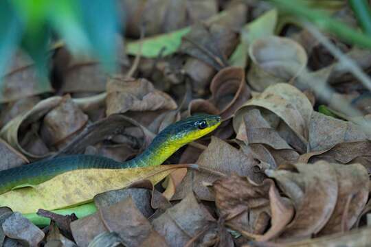 Image of Black Treesnake