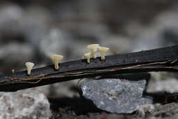 Image of Hymenoscyphus fraxineus (T. Kowalski) Baral, Queloz & Hosoya 2014