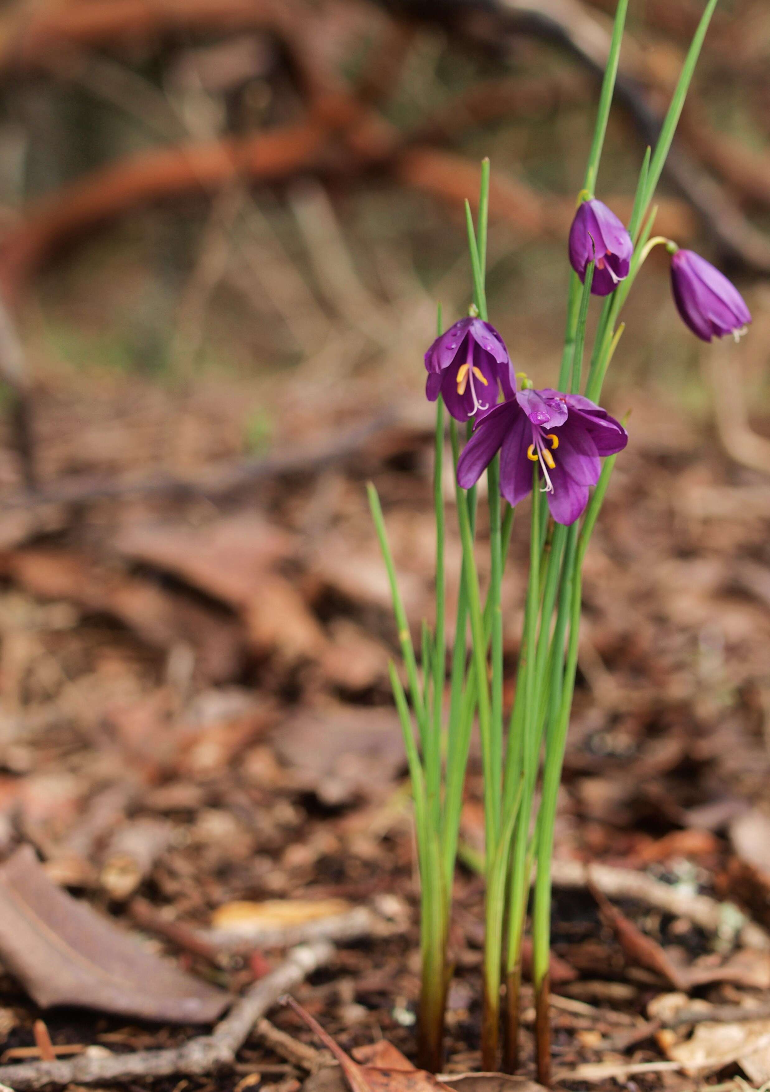 Image of Douglas' grasswidow