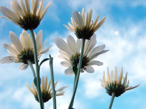 Image of Oxeye Daisy