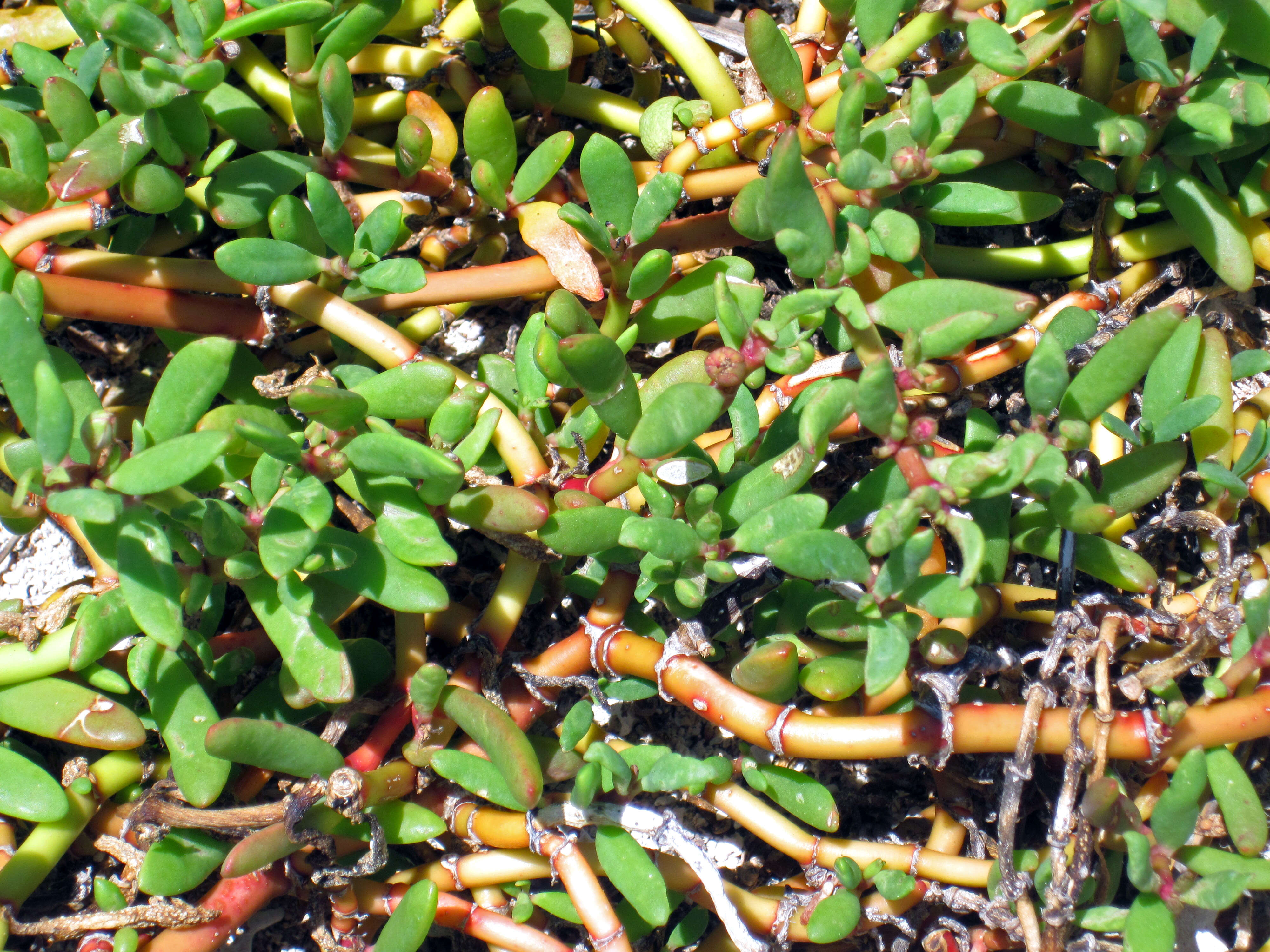 Image of shoreline seapurslane