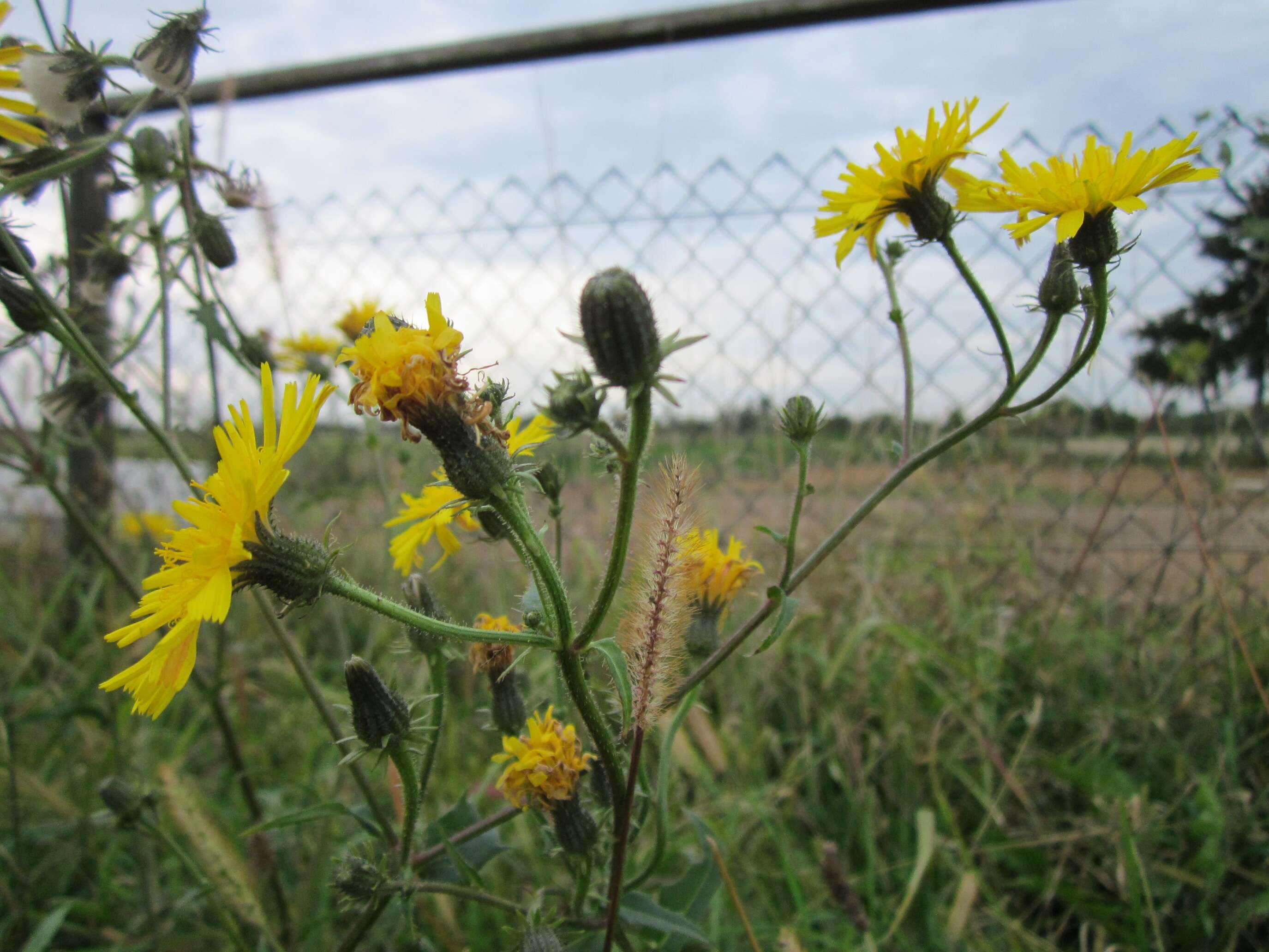 Image of hawkweed oxtongue