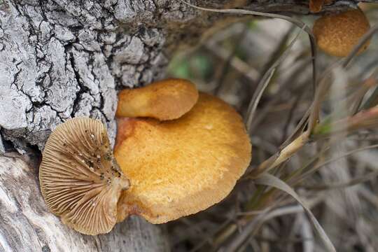 Image of Crepidotus mollis (Schaeff.) Staude 1857