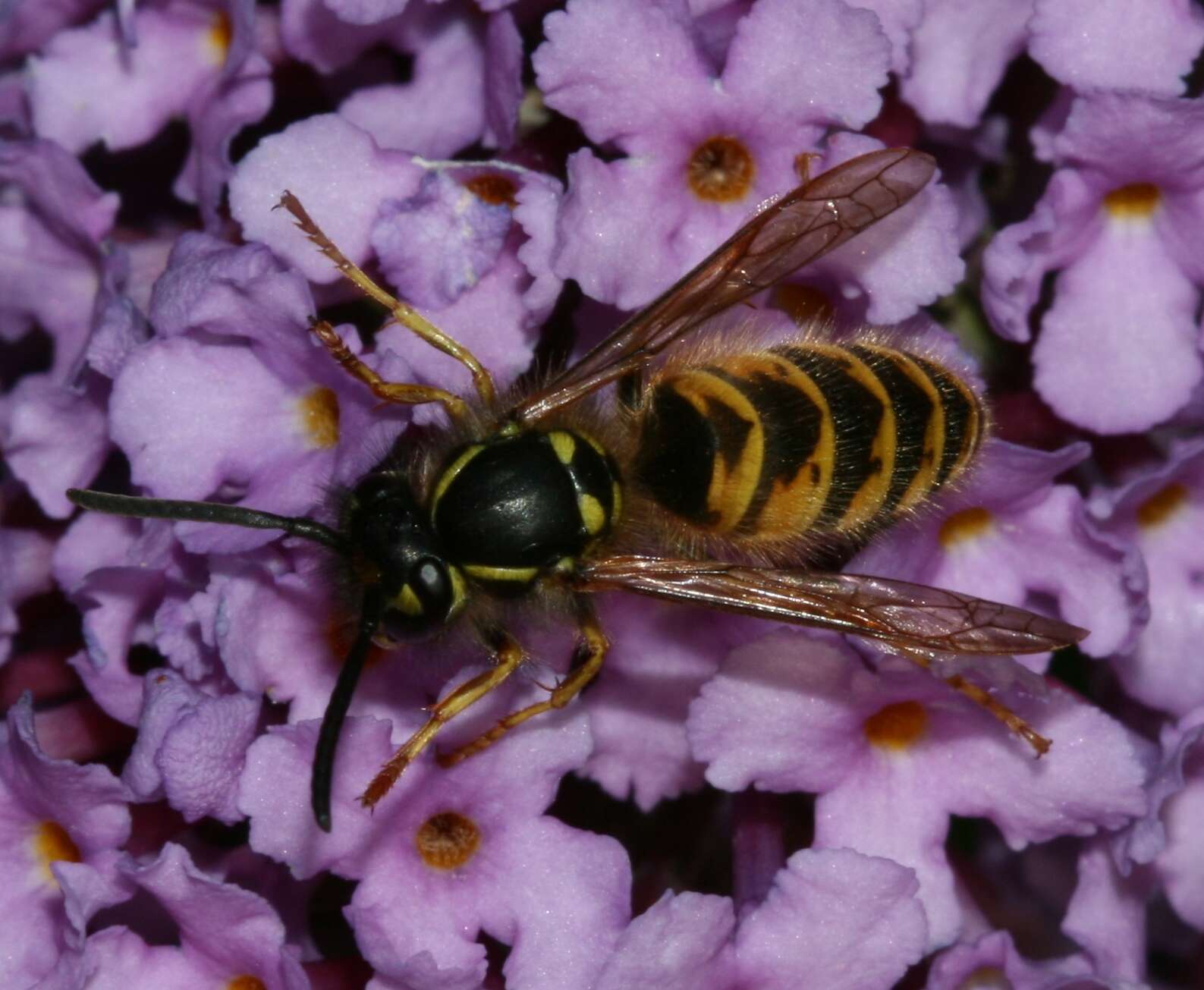 Image of Common wasp