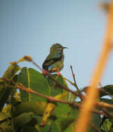 Image of Short-billed Honeycreeper