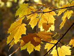 Image of Norway Maple