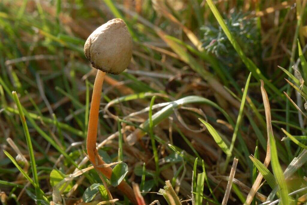 Plancia ëd Psilocybe semilanceata (Fr.) P. Kumm. 1871