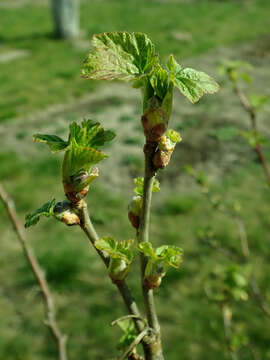 Image of Black Currant