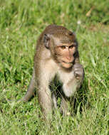 Image of Long-tailed Macaque