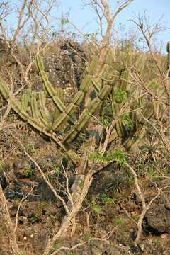 Image of Cereus lanosus (F. Ritter) P. J. Braun & Esteves