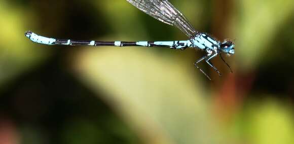 Image of Subarctic Bluet