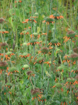 Leonotis nepetifolia (L.) R. Br. resmi