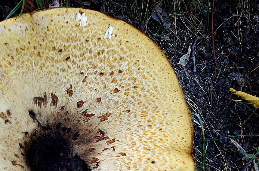 Image of dryad's saddle