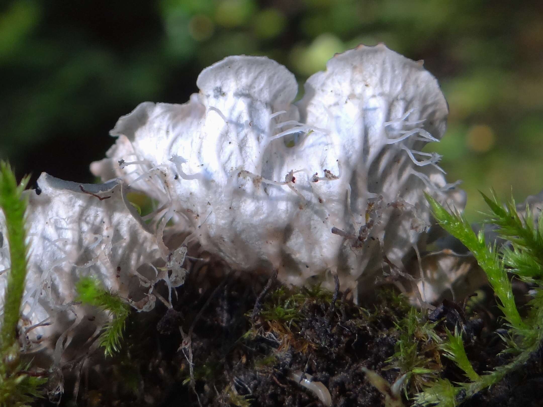 Image of felt lichen